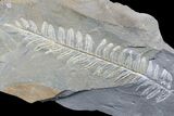 Wide Fossil Seed Fern (Alethopteris) Plate - Pennsylvania #168382-1